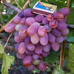 Виноград сорта Сенсация или крупноплодный, раннеспелый, малоизученный с фото