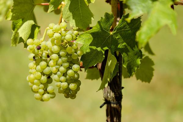 Описание винограда шардоне и использование для изготовления вина - фото