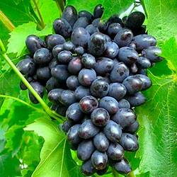 Сортовые характеристики винограда: неприхотливая и урожайная Кодрянка - фото