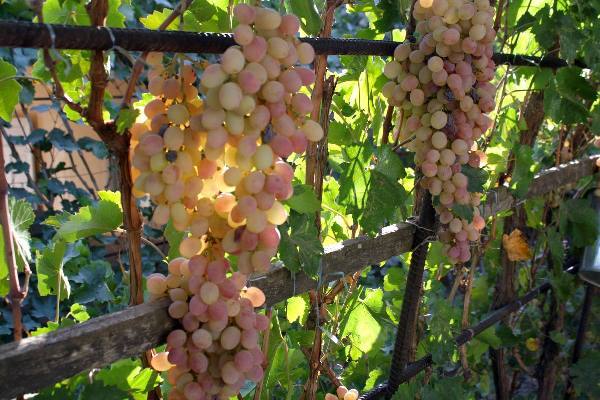 Где растёт сорт винограда тайфи и его описание с фото