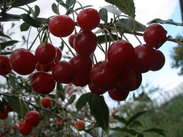 Подробное описание сорта вишни Уральская рубиновая с фото