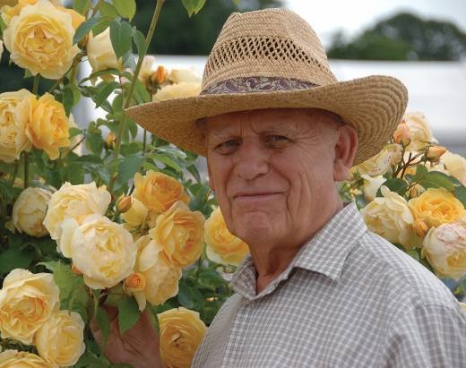 Всемирно известные английские розы Дэвида Остина - фото