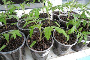 Как правильно вырастить рассаду помидоров на подоконнике с фото