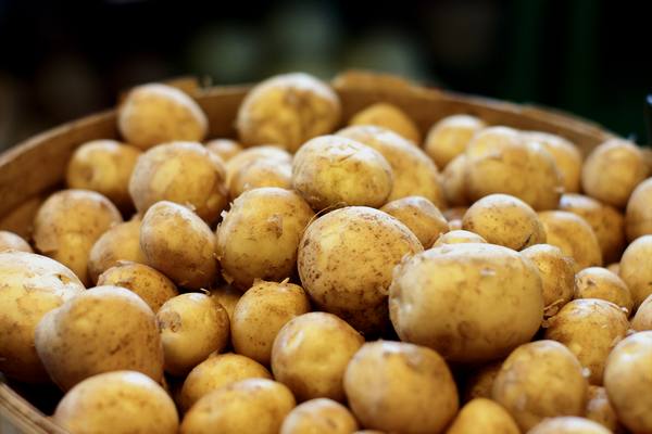 Выращивание картофеля по голландской технологии - фото