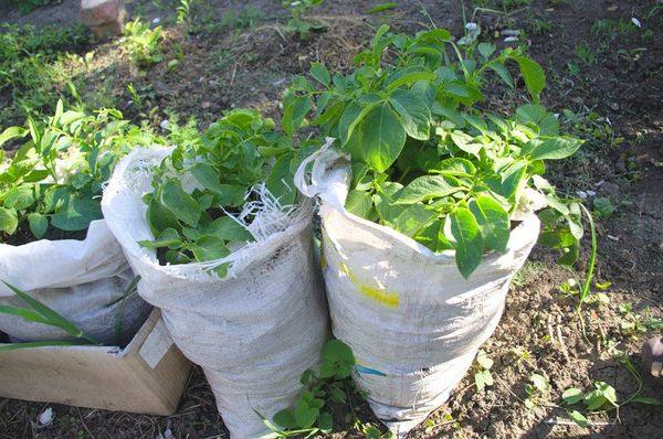 Способы и методы выращивание картофеля с фото