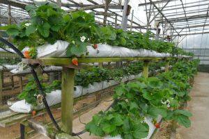 Голландская технология выращивания клубники круглый год - фото