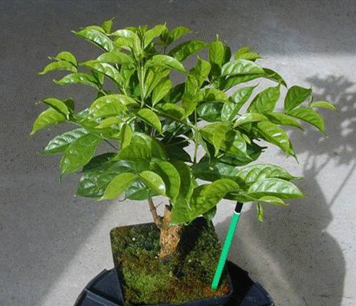 Выращивание кофе из семян и черенков с фото