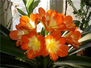 Яркий комнатный цветок кливия  уход для пышного цветения - фото