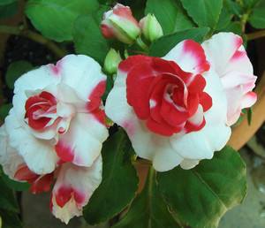 Садовый цветок бальзамин  безотказный красавец для рабаток с фото