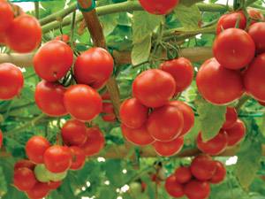 Помидоры Cпрут  томатное дерево с фантастическим урожаем - фото