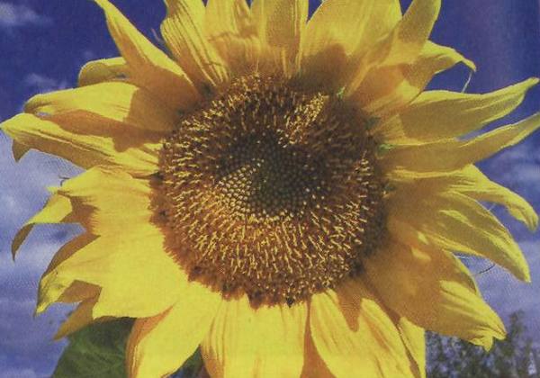 Выращивание цветка солнца на участке - фото