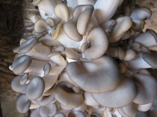 Выращивание вешенок в домашних условиях - грибное царство - фото