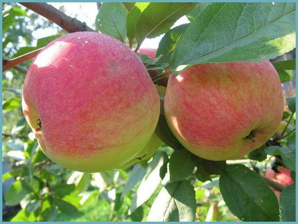 Лучший сорт летних яблонь: посадка и уход