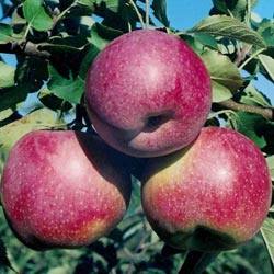 Яблоня флорина  краснощекая королева сада с фото