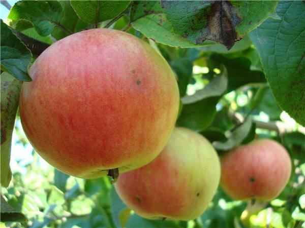 Подробное описание сорта яблок Грушовка - фото