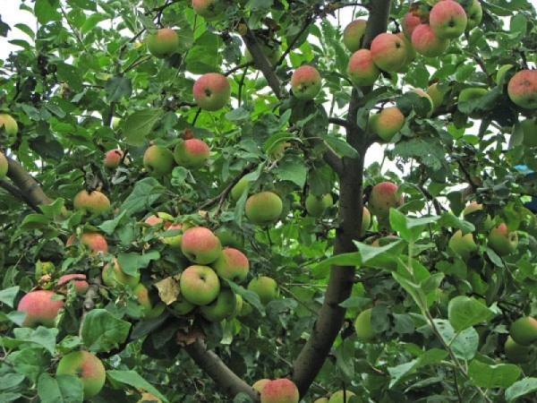 Подробное описание сорта яблонь Мельба - фото
